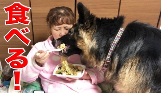 大型犬・新米で食欲旺盛バクバク食べます。宮城は米なんです