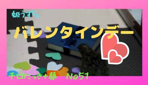 チロにっき+夢　No51　バレンタインデー