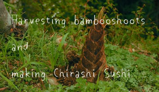 Harvesting bamboo shoots and making Chirashi Sushi | 筍の収穫とちらし寿司作り