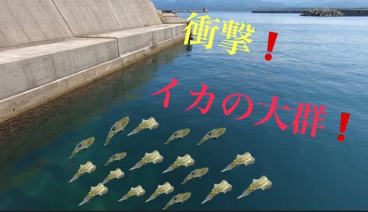 イカの群の近くで餌(サビキ)釣りをしてみた結果・・・