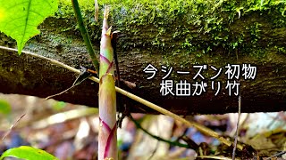 [根曲がり竹]山菜採り　2021姫竹物語vol.1