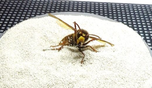大量の微生物が潜む砂の上にスズメバチを置いたら衝撃の結果に…